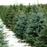 pinetrees